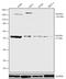 Fms Related Tyrosine Kinase 1 antibody, 720043, Invitrogen Antibodies, Western Blot image 