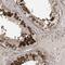 Centrin 3 antibody, NBP1-84547, Novus Biologicals, Immunohistochemistry frozen image 