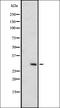 Olfactory Receptor Family 6 Subfamily C Member 75 antibody, orb335642, Biorbyt, Western Blot image 