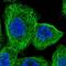 Transmembrane Protein 116 antibody, NBP1-81881, Novus Biologicals, Immunofluorescence image 