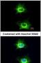 WNK1 antibody, PA5-28382, Invitrogen Antibodies, Immunofluorescence image 
