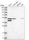 Glutamate Decarboxylase 1 antibody, NBP2-58132, Novus Biologicals, Western Blot image 