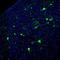 N-Terminal EF-Hand Calcium Binding Protein 1 antibody, NBP1-84004, Novus Biologicals, Immunofluorescence image 