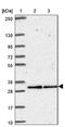 ATPase H+ Transporting V1 Subunit E2 antibody, NBP2-49059, Novus Biologicals, Western Blot image 