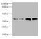 Tubulin Folding Cofactor C antibody, A53617-100, Epigentek, Western Blot image 