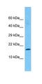 Adaptor Related Protein Complex 1 Subunit Sigma 2 antibody, orb331444, Biorbyt, Western Blot image 