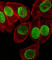 Small Ubiquitin Like Modifier 1 antibody, abx027553, Abbexa, Western Blot image 