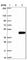 Calcium Release Activated Channel Regulator 2B antibody, HPA046217, Atlas Antibodies, Western Blot image 