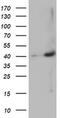 MAGE Family Member B18 antibody, MA5-25483, Invitrogen Antibodies, Western Blot image 