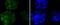 Nanog Homeobox antibody, A00153-1, Boster Biological Technology, Immunocytochemistry image 