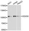 DExD-Box Helicase 50 antibody, A12041, Boster Biological Technology, Western Blot image 