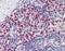 GABA Type A Receptor Associated Protein Like 1 antibody, 27-012, ProSci, Immunohistochemistry frozen image 