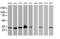 Bridging Integrator 3 antibody, MA5-25348, Invitrogen Antibodies, Western Blot image 