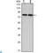 CREB Regulated Transcription Coactivator 2 antibody, LS-C812793, Lifespan Biosciences, Western Blot image 