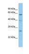 UPF0568 protein C14orf166 homolog antibody, orb324787, Biorbyt, Western Blot image 