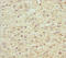 Secernin 2 antibody, LS-C676465, Lifespan Biosciences, Immunohistochemistry paraffin image 