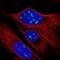 Ribonuclease P/MRP Subunit P38 antibody, NBP2-13260, Novus Biologicals, Immunofluorescence image 