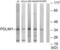 PDZ And LIM Domain 1 antibody, LS-B7050, Lifespan Biosciences, Western Blot image 