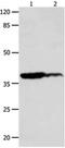 LPA4 antibody, PA5-49727, Invitrogen Antibodies, Western Blot image 