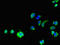 Glypican-1 antibody, orb52619, Biorbyt, Immunofluorescence image 