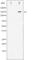 Kinase Insert Domain Receptor antibody, abx012343, Abbexa, Western Blot image 