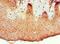Bone Morphogenetic Protein 15 antibody, LS-C375319, Lifespan Biosciences, Immunohistochemistry frozen image 