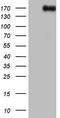 Nuclear Receptor Coactivator 2 antibody, TA805128S, Origene, Western Blot image 