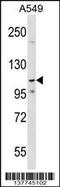 PHD Finger Protein 20 Like 1 antibody, 59-397, ProSci, Western Blot image 