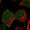 Cysteine Rich Protein 2 antibody, HPA042664, Atlas Antibodies, Immunofluorescence image 