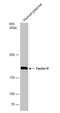 Complement Factor H antibody, NBP1-33628, Novus Biologicals, Western Blot image 