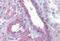 Flotillin 2 antibody, MBS243599, MyBioSource, Immunohistochemistry paraffin image 