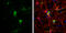 Syntabulin antibody, GTX119953, GeneTex, Immunofluorescence image 