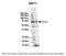 WW Domain Binding Protein 11 antibody, 26-115, ProSci, Enzyme Linked Immunosorbent Assay image 