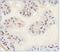 SLIT and NTRK-like protein 1 antibody, PA5-23064, Invitrogen Antibodies, Immunohistochemistry frozen image 
