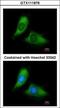 BCL2 Interacting Protein 3 Like antibody, GTX111876, GeneTex, Immunofluorescence image 