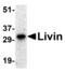 Baculoviral IAP Repeat Containing 7 antibody, 11006, QED Bioscience, Western Blot image 