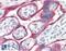Cytochrome P450 Family 19 Subfamily A Member 1 antibody, PA5-18880, Invitrogen Antibodies, Immunohistochemistry frozen image 