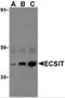 ECSIT Signalling Integrator antibody, 3377, ProSci, Western Blot image 