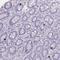 Zinc Finger Protein 43 antibody, NBP2-13573, Novus Biologicals, Immunohistochemistry paraffin image 