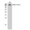 Inositol Polyphosphate-5-Phosphatase D antibody, LS-C380925, Lifespan Biosciences, Western Blot image 