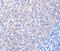Epidermal Growth Factor antibody, LS-C332232, Lifespan Biosciences, Immunohistochemistry frozen image 