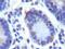 Leucine Rich Repeat Containing G Protein-Coupled Receptor 5 antibody, PA5-23000, Invitrogen Antibodies, Immunohistochemistry paraffin image 
