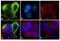 Corticotropin Releasing Hormone Receptor 1 antibody, 720290, Invitrogen Antibodies, Immunofluorescence image 