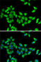 Kinesin Family Member 3A antibody, 22-372, ProSci, Immunofluorescence image 