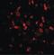 Thymic Stromal Lymphopoietin antibody, LS-B3640, Lifespan Biosciences, Immunofluorescence image 
