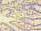 HSPB1 Associated Protein 1 antibody, LS-C371905, Lifespan Biosciences, Immunohistochemistry paraffin image 