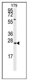 Growth Arrest And DNA Damage Inducible Alpha antibody, AP12434PU-N, Origene, Western Blot image 