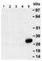 Tumor necrosis factor ligand superfamily member 10 antibody, ALX-804-300-C100, Enzo Life Sciences, Western Blot image 