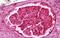 Galectin 1 antibody, NBP2-11500, Novus Biologicals, Immunohistochemistry frozen image 