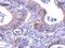 Lactate Dehydrogenase B antibody, NBP1-31945, Novus Biologicals, Immunohistochemistry paraffin image 